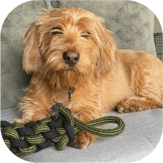 Labradoodle doggytoy rope pet-joy hond speeltje