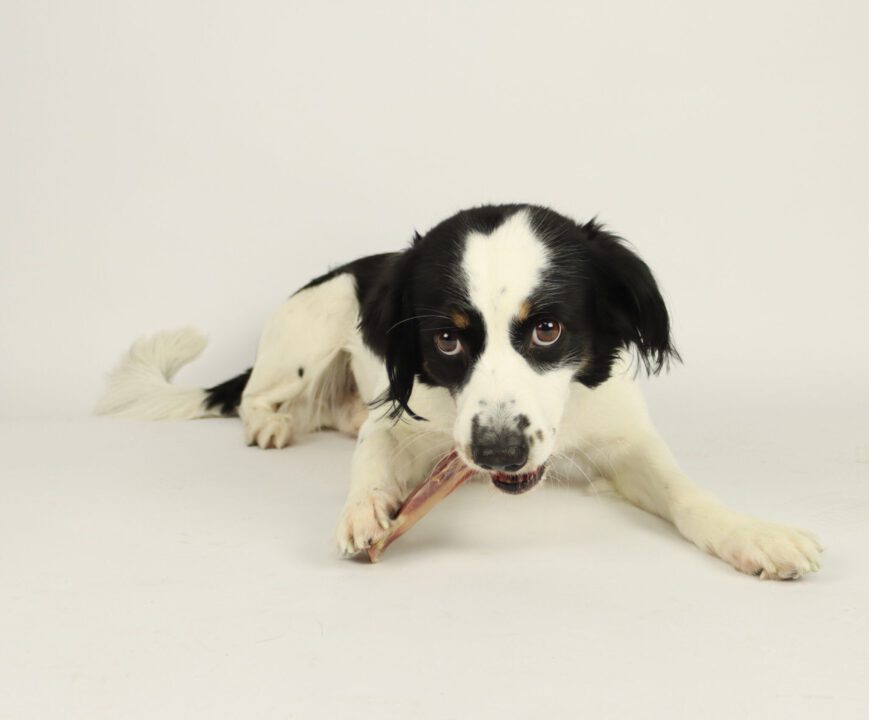 Pet-Joy DoggySnack Bone hond snack bot vers vlees