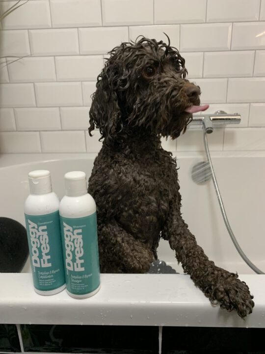 labradoodle Puck doggyfresh pet-joy shampoo conditioner puppies krul haar