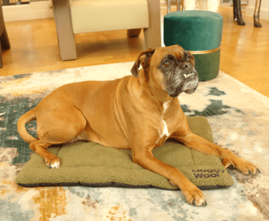 DoggyWool Pet-Joy zacht deken bench