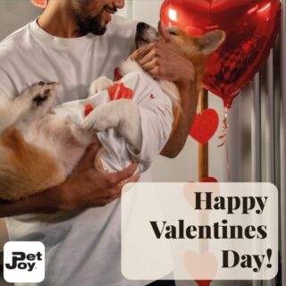 If you have a pet, you're sure to have a Valentine already. Make sure to treat them today. A brand new DoggyToy? Or maybe a DoggySnack! They'll love it either way. Team Pet-Joy wishes you a great Valentines Day! 🐶💘#petjoyproducts #dogstagram #petstagram #valentine #dogvalentine #happyvalentinesday