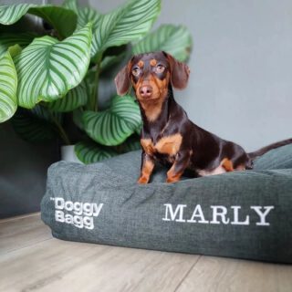 A while ago, Marly got our Pet-Joy DoggyBagg. The DoggyBagg is a dog cushion that you can personalize with your dog’s name on it. These cushions are incredibly nice because they have a Strong coating. This keeps it clean, stain-free and resistant to scratching. But most of all, it is super comfy for Marly. 

#petjoyproducts #dogstagram #petstagram #doggybagg #dogcushion #Dachshund