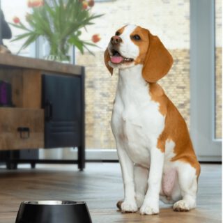 At Pet-Joy we want our pets to be able to experience the same luxury that we have. Our modern DoggyBowls are stylish and fit any interior. These DoggyBowls are made of stainless steel and are easy to clean. #doggybowl #petjoyproducts #dogfun #durable
