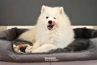 The DoggySnuggle is a water-repellent dog pillow designed to keep your dog's cushions clean, fresh and stain-free. Also, this pillow is resistant to scratching. The DoggySnuggle come in three colors: light gray, black and dark green. Do you want to know more about The DoggySnuggle check our website www.Pet-Joy.com #petjoyproducts #petstagram #doggysnuggles #samoyed #doggybag