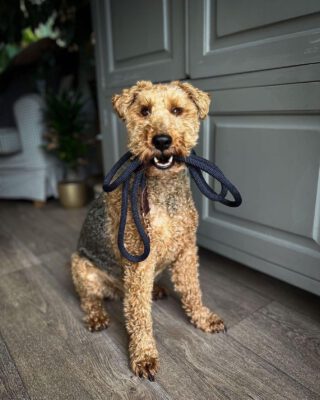 Look at Ollie holding our DoggyWalker! He asked his buddy to go on a walk😂😜
Would you like to know more about our DoggyWalker collection? Check out our website!!! 😃

#petjoyproducts #dogstagram #petstagram #doggywalker #dogline #dogleashes #dogwalks
