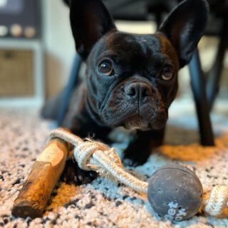 Bowie is enjoying his time with our DoggyToy Woodie😃 TheDoggyToy Woodie is a durable chew toy for dogs with high chewing needs! Does your dog already have one?
by: @frenchieteam_bowie_and_essy
#petjoyproducts #dogstagram #petstagram #doggytoy #dogtoys #woodie #checkthisout