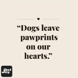 Let's just hope they're not muddy pawprints! 😂🐶
Enjoy your day friends😁

#petjoyproducts #dogstagram #petstagram #dogquote #quote #dogtext #quoteoftheday #dogpawprint